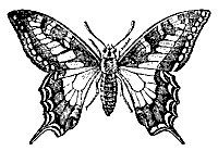 butterfly_7506_sm.gif