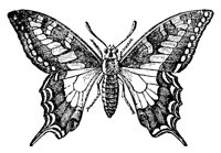 butterfly_7506_lg.gif