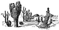 cactus_7516_lg.gif