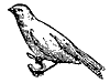 canary_7519_th.gif