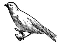 canary_7519_lg.gif