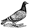 pigeon_7522_th.gif