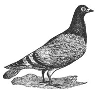 pigeon_7522_lg.gif