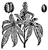 oilplant_7524_th.gif