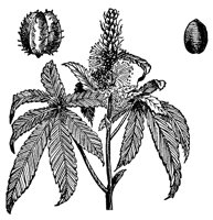 oilplant_7524_lg.gif