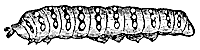 smoothcater_7525_sm.gif
