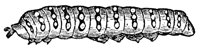 smoothcater_7525_lg.gif