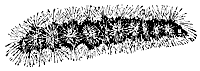 hairycater_7526_sm.gif