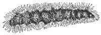 hairycater_7526_md.gif