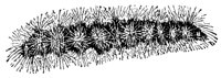 hairycater_7526_lg.gif