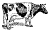 cow_7531_th.gif