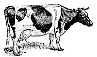 cow_7531_sm.gif
