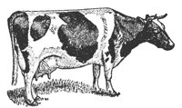 cow_7531_md.gif