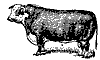 bull_7532_th.gif