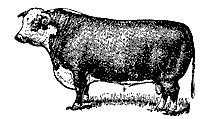 bull_7532_sm.gif