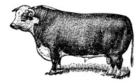 bull_7532_lg.gif