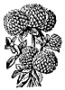 clover_7546_th.gif
