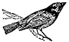 cowbird_7551_th.gif