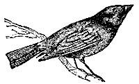 cowbird_7551_sm.gif