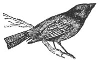 cowbird_7551_md.gif