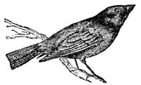 cowbird_7551_lg.gif
