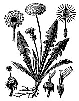 dandelion_7561_sm.gif