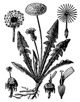 dandelion_7561_md.gif