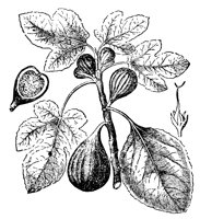 fig_7585_lg.gif