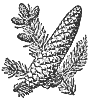 balsam_7586_th.gif