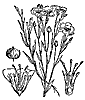 flax_7588_th.gif
