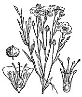 flax_7588_sm.gif