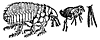 dogflea_7589_th.gif