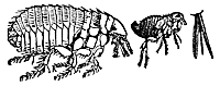 dogflea_7589_sm.gif