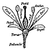 flower_7590_th.gif