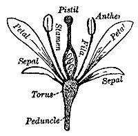 flower_7590_sm.gif