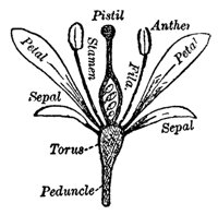 flower_7590_md.gif