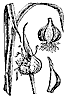 garlic_7602_th.gif