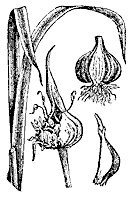 garlic_7602_sm.gif