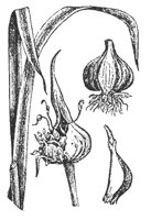 garlic_7602_md.gif