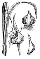 garlic_7602_lg.gif