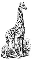 giraffe_7603_sm.gif