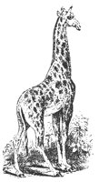 giraffe_7603_lg.gif