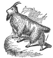 goat_7606_md.gif