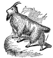 goat_7606_lg.gif
