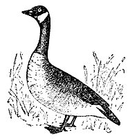goose_7608_sm.gif