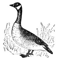 goose_7608_lg.gif