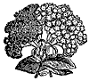 heliotrope_7618_th.gif