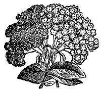 heliotrope_7618_sm.gif