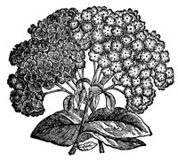 heliotrope_7618_lg.gif