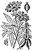 hemlock_7619_th.gif